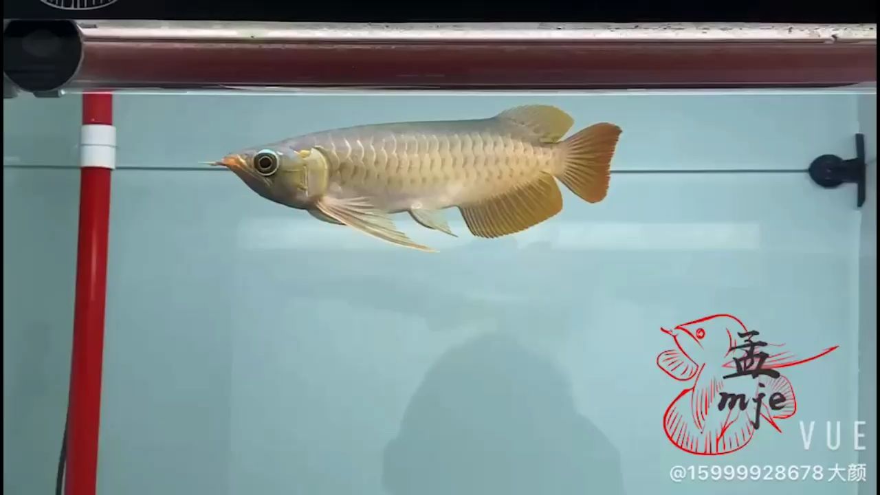 孟吉尔～红外线F1.翘头大尾 观赏鱼论坛 第1张