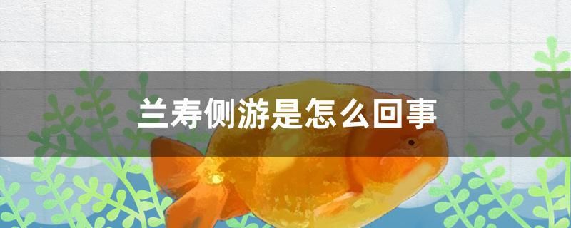 兰寿侧游是怎么回事