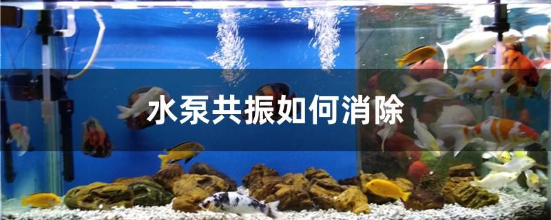 水泵共振如何消除 喂食器 第1张