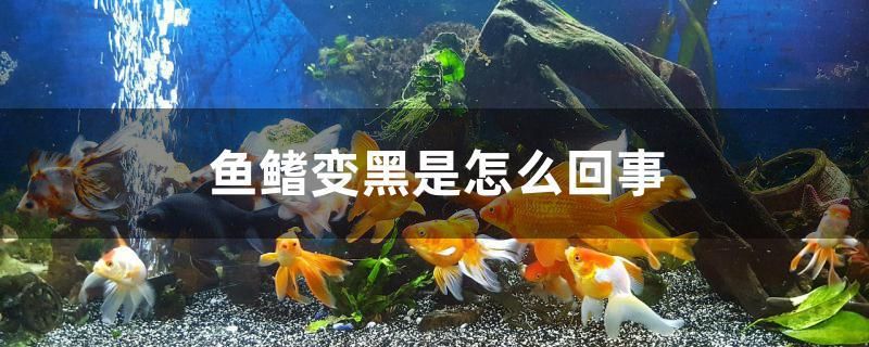 鱼鳍变黑是怎么回事