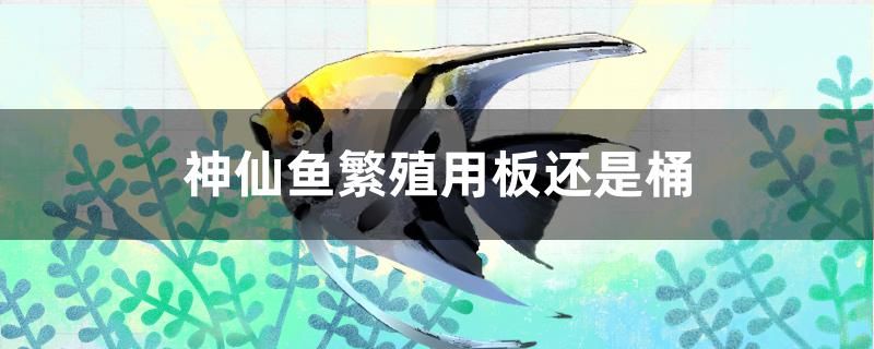 神仙鱼繁殖用板还是桶 水族世界 第1张