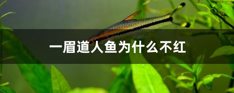 一眉道人鱼为什么不红 鱼缸百科 第1张