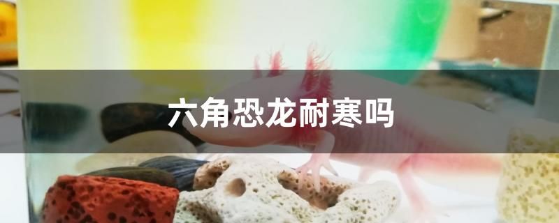 六角恐龙耐寒吗 皇冠黑白魟鱼 第1张