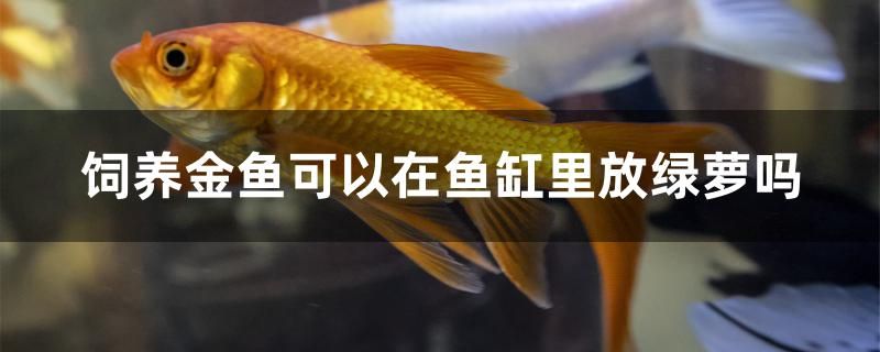 饲养金鱼可以在鱼缸里放绿萝吗