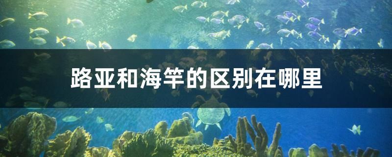 路亚和海竿的区别在哪里