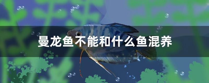 2023广州水族展会时间表 2021广州国际水族展 申古三间鱼 第1张