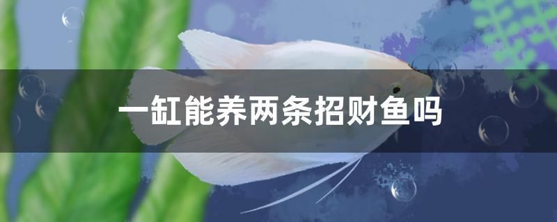 一缸能养两条招财鱼吗