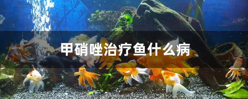 甲硝唑治疗鱼什么病