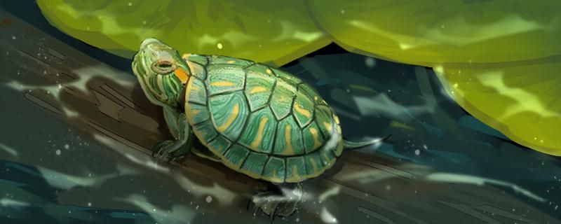 巴西龟有哪些品种和乌龟有什么关系
