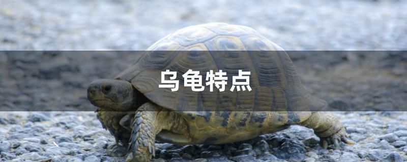 乌龟特点