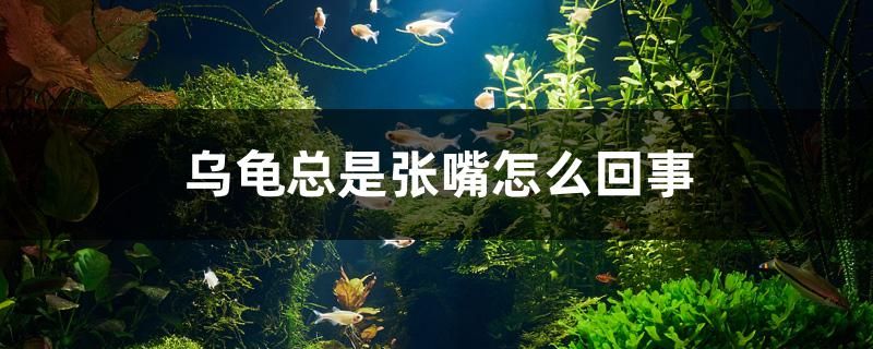 乌龟总是张嘴怎么回事 养鱼的好处 第1张