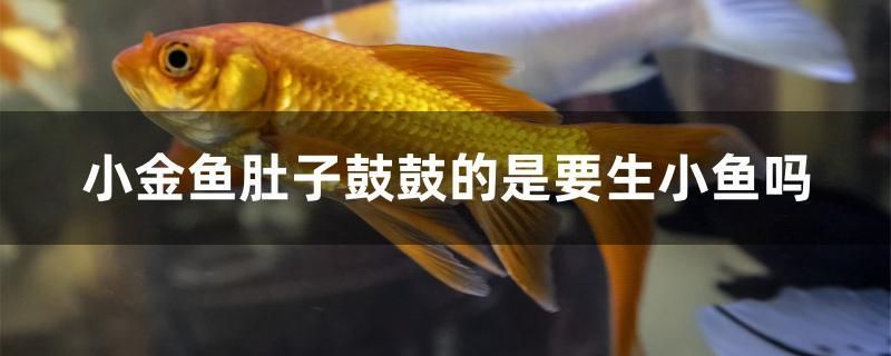 小金鱼肚子鼓鼓的是要生小鱼吗 斑马鸭嘴鱼苗 第1张