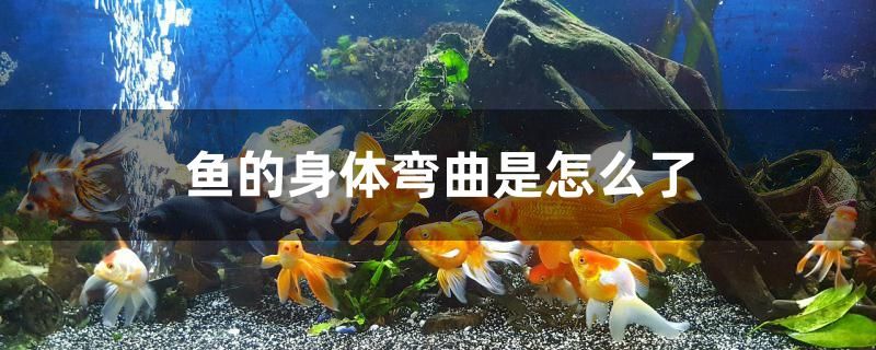 鱼的身体弯曲是怎么了