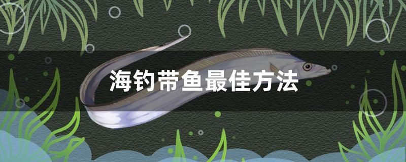 海钓带鱼最佳方法 帝王迷宫 第1张