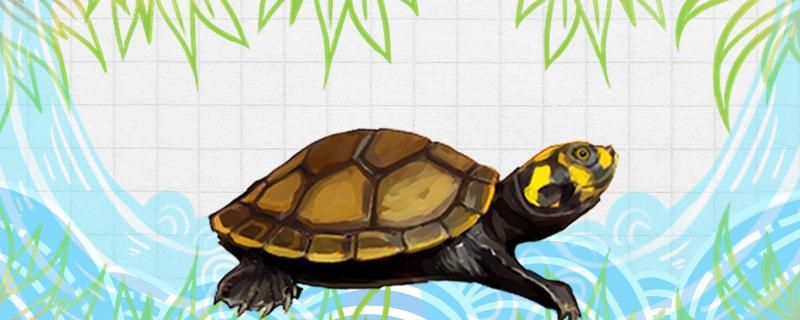 黄头侧颈龟可以和什么鱼一起养可以和什么龟一起养
