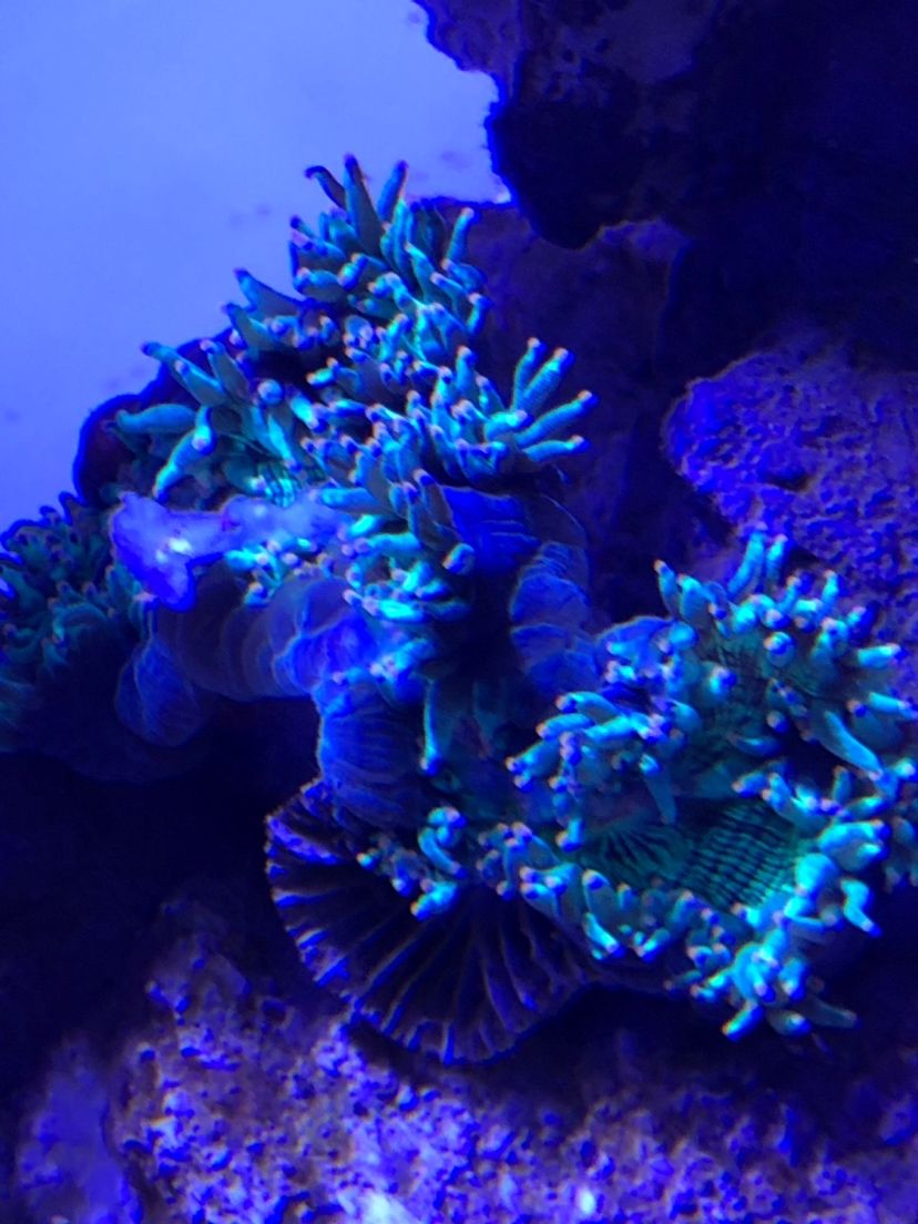 想問問這是什麼珊瑚？為什麼換了位置又不開了呢？ 观赏鱼论坛 第1张