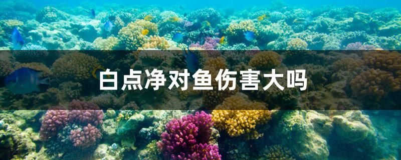 白点净对鱼伤害大吗