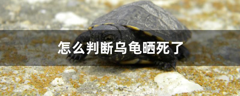 怎么判断乌龟晒死了 水族维护服务（上门） 第1张