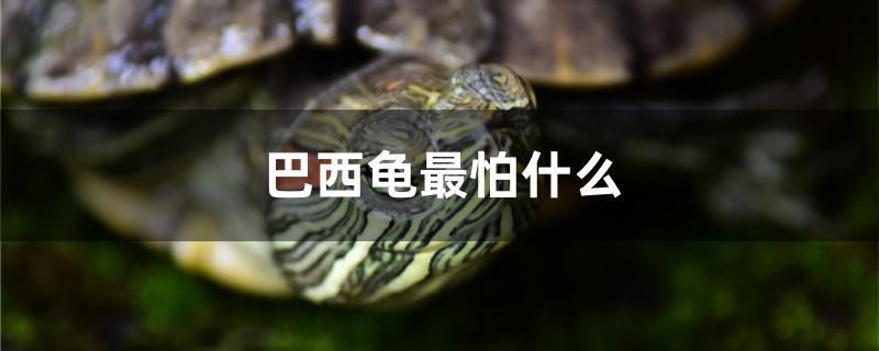 巴西龟最怕什么 水族用品 第1张