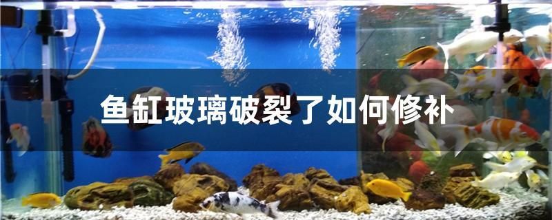 鱼缸玻璃破裂了如何修补 熊猫异形鱼L46 第1张