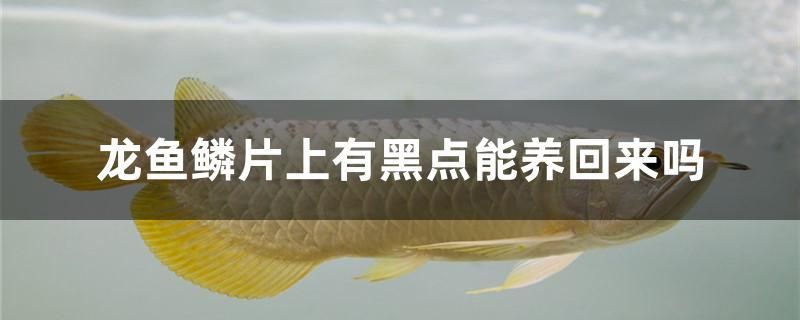 龙鱼鳞片上有黑点能养回来吗 广州祥龙国际水族贸易 第1张