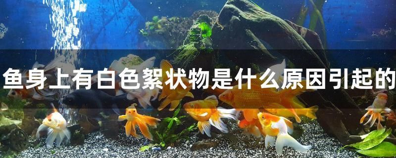 鱼身上有白色絮状物是什么原因引起的