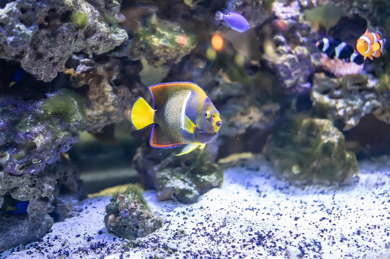 咸阳鱼缸清洗电话地址 咸阳鱼缸清洗电话地址及电话 水族展会 第2张