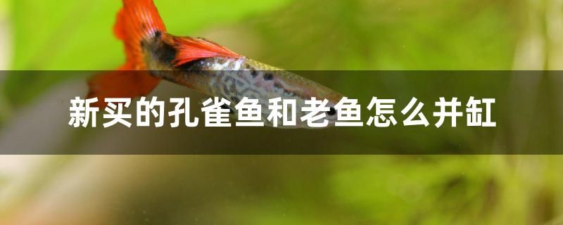 新买的孔雀鱼和老鱼怎么并缸 白玉红龙鱼 第1张