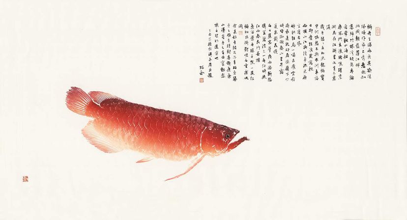 佛教小故事《龙鱼的义行》 观赏鱼论坛 第1张