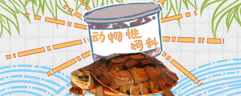 金钱龟吃什么蔬菜怎么处理食物 水族维护服务（上门） 第1张