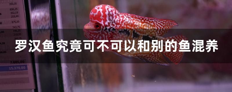 罗汉鱼究竟可不可以和别的鱼混养 广州祥龙国际水族贸易 第1张