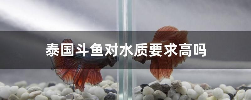 泰国斗鱼对水质要求高吗 帝王迷宫 第1张