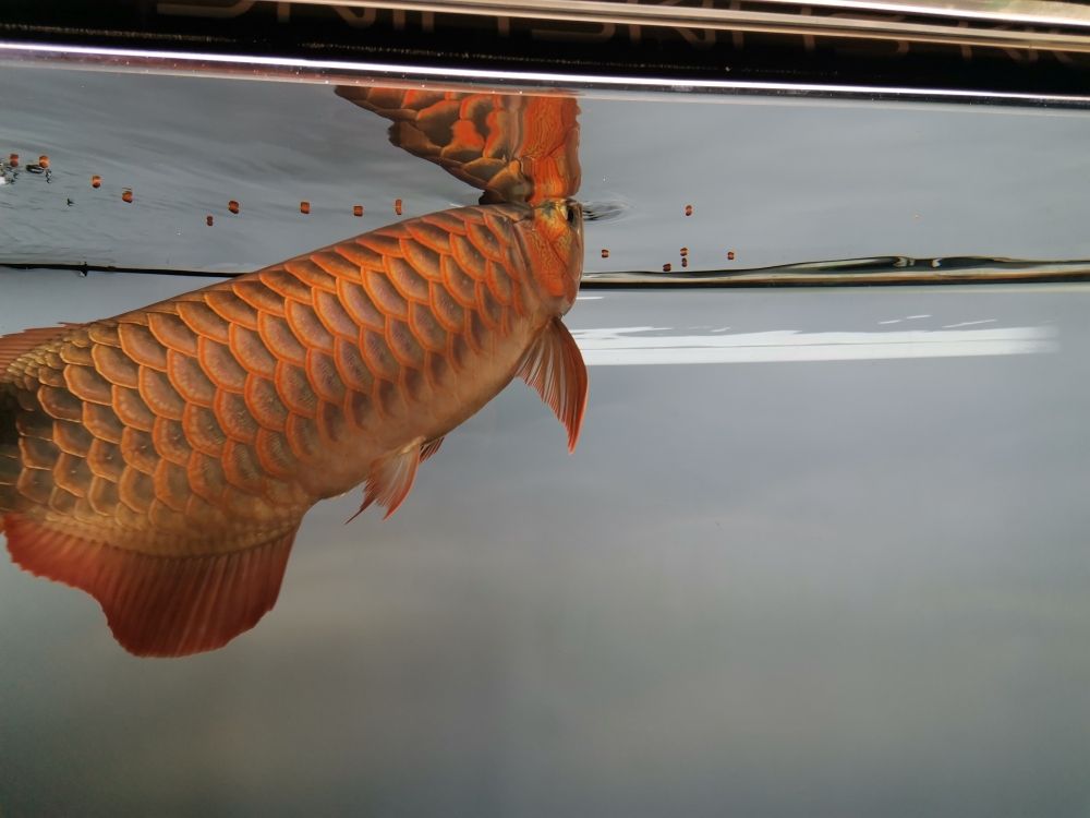 吃点零食 观赏鱼论坛 第6张