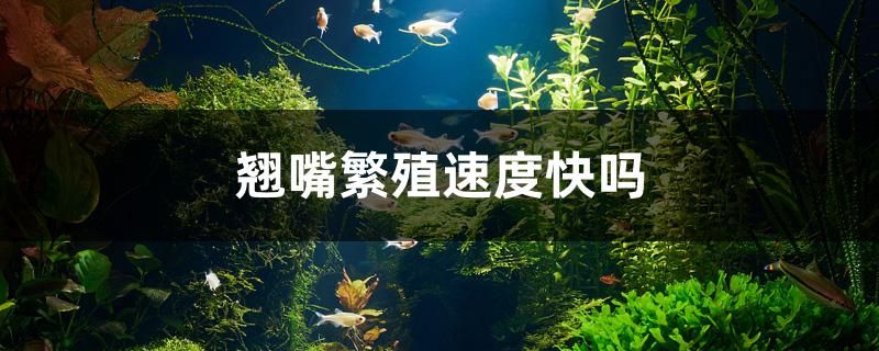 翘嘴繁殖速度快吗