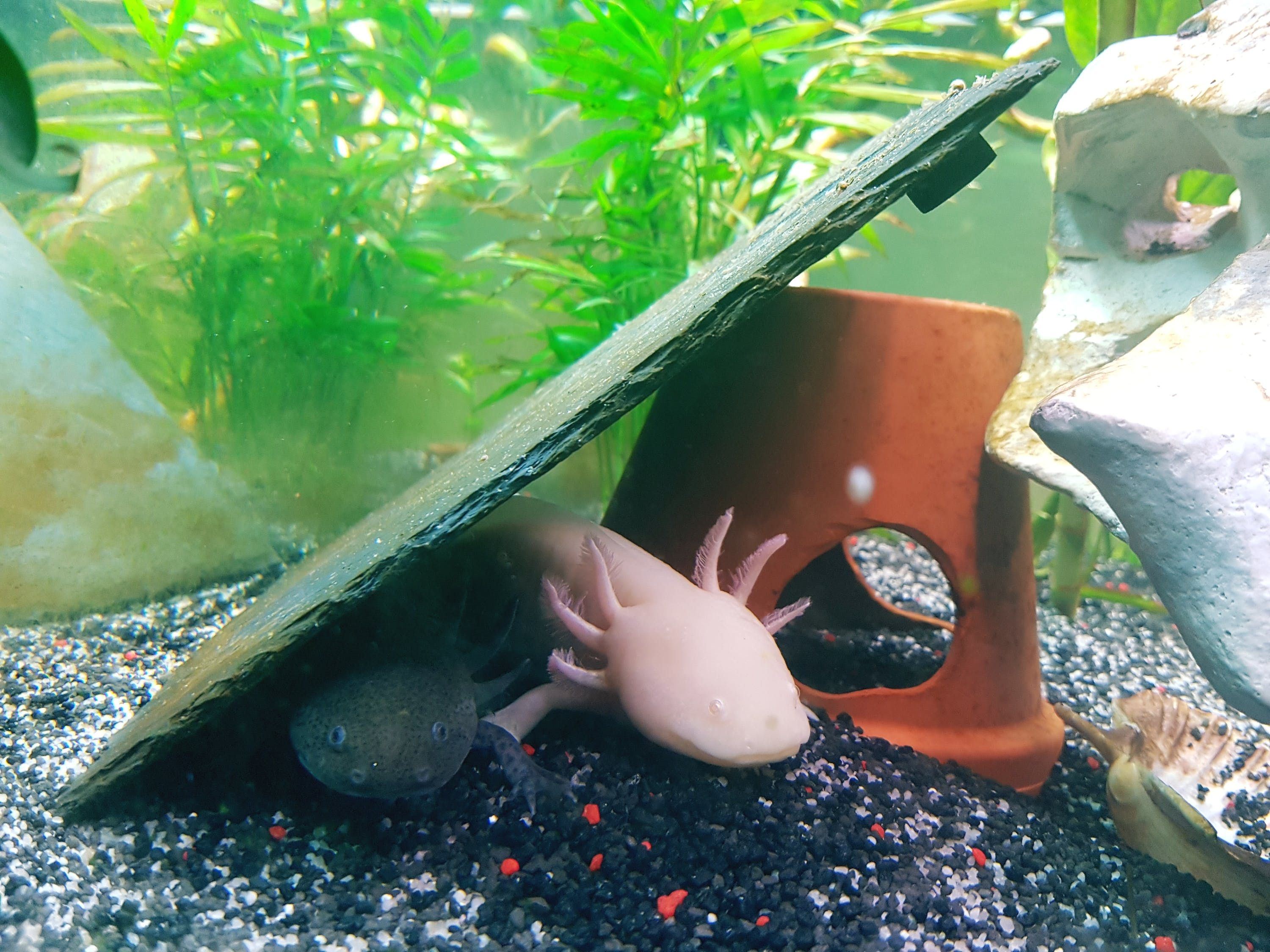 天王水族鱼缸清洗教程图片大全 天王水族鱼缸清洗教程图片大全视频 罗汉鱼批发 第2张