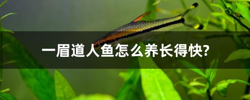 一眉道人鱼怎么养长得快？