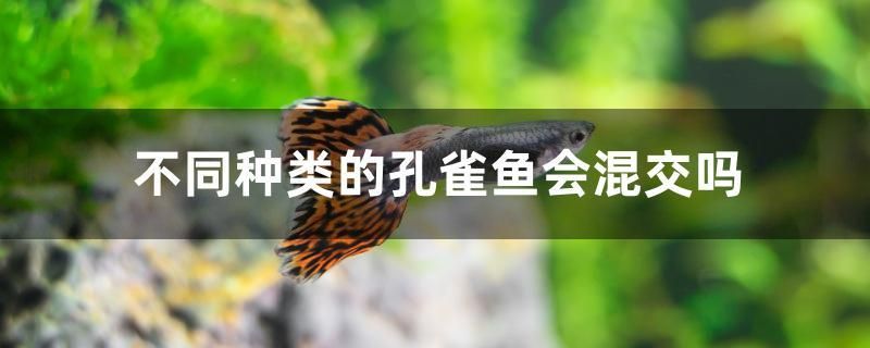 不同种类的孔雀鱼会混交吗 充氧泵 第1张