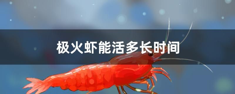 极火虾能活多长时间 三色锦鲤鱼 第1张