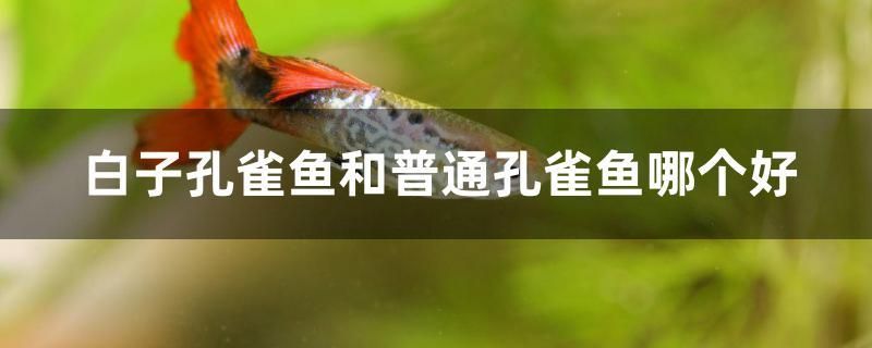 白子孔雀鱼和普通孔雀鱼哪个好 巴西亚鱼苗 第1张