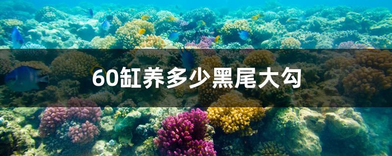 60缸养多少黑尾大勾 飞凤鱼 第1张