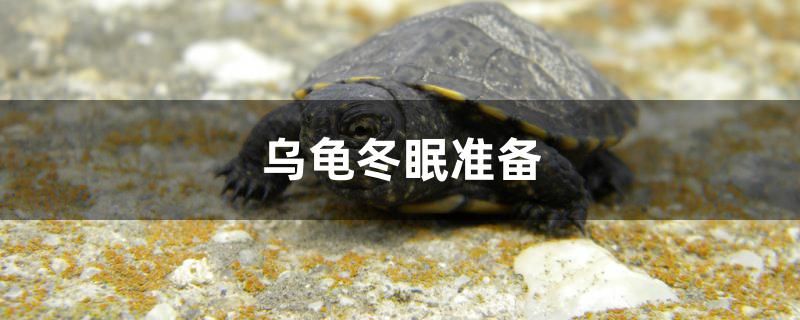 乌龟冬眠准备什么