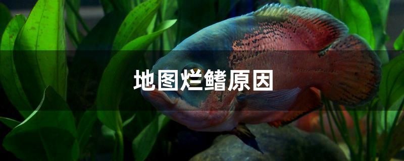 地图烂鳍原因 水族周边 第1张