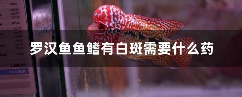 罗汉鱼鱼鳍有白斑需要什么药 三间鼠鱼苗 第1张