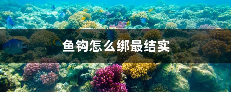 鱼钩怎么绑最结实 罗汉鱼批发 第1张