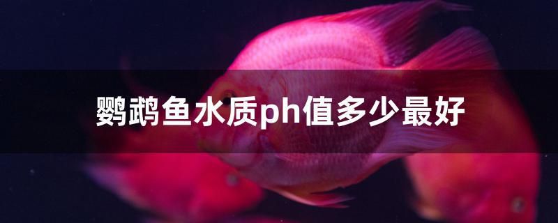 鹦鹉鱼水质ph值多少最好 哥伦比亚巨暴鱼苗 第1张