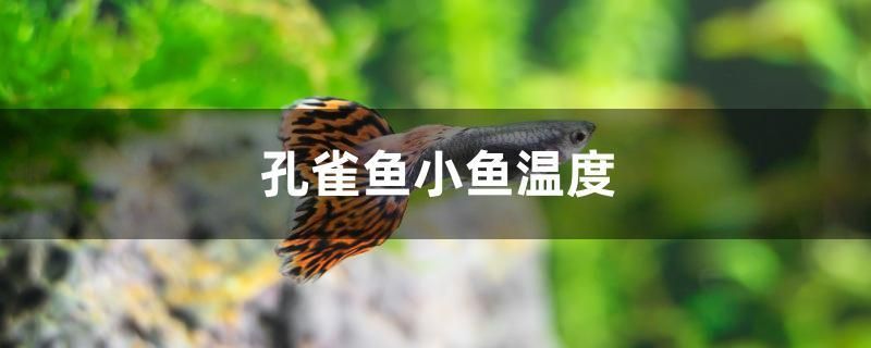 孔雀鱼小鱼温度 观赏龟/鳖饲料 第1张