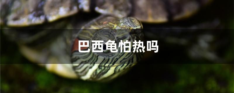 巴西龟怕热吗 马拉莫宝石鱼苗 第1张