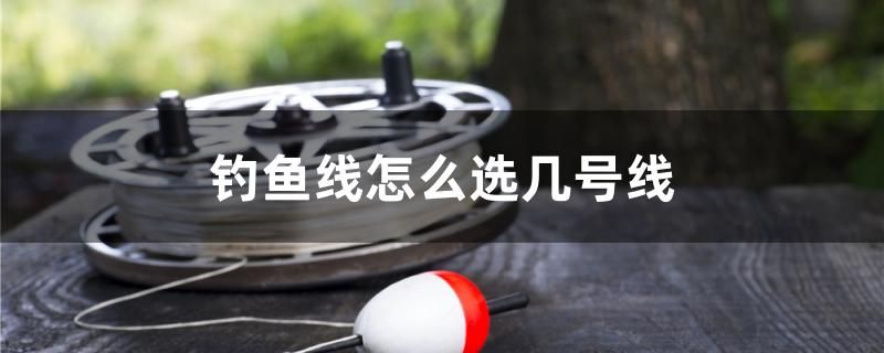 钓鱼线怎么选几号线