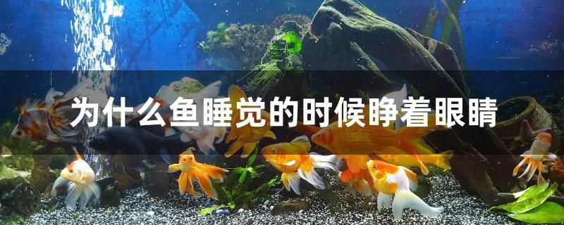 为什么鱼睡觉的时候睁着眼睛 高背金龙鱼 第1张