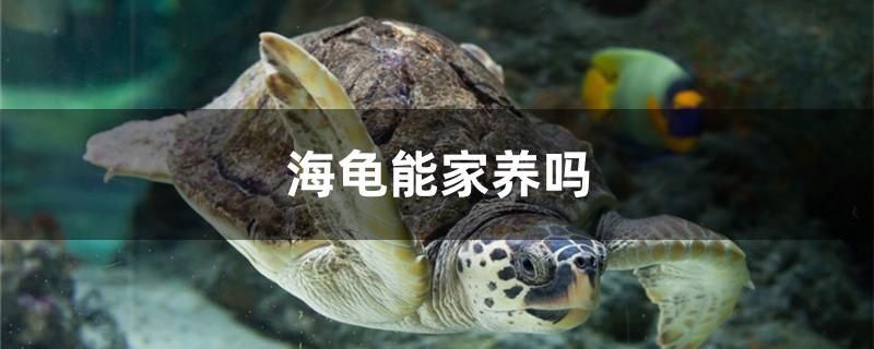 海龟能家养吗 金老虎鱼 第1张